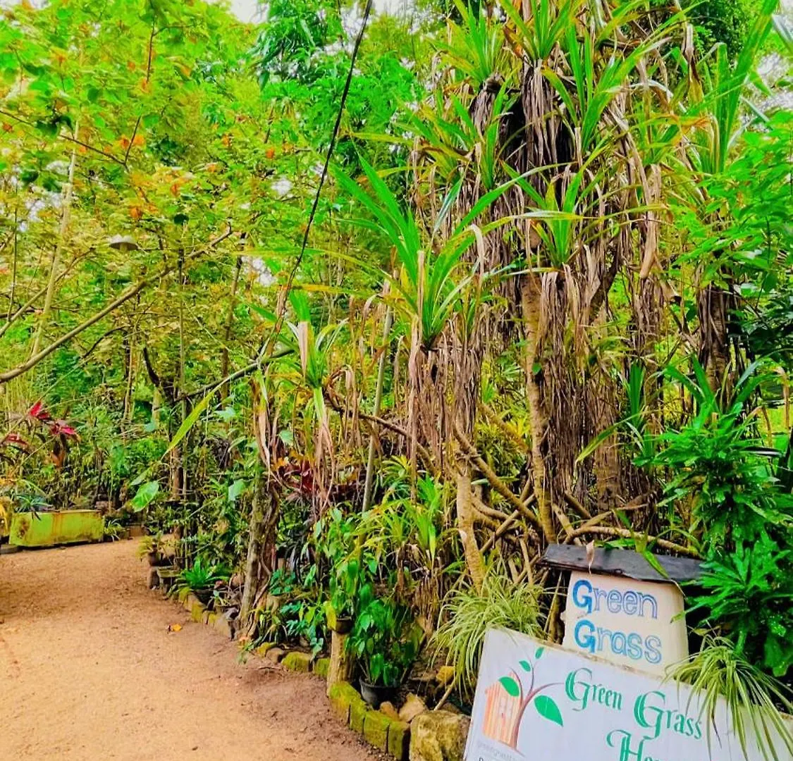 Green Grass Homestay Sigiriya